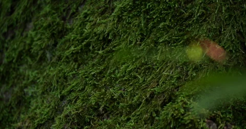 Green Forest Moss, close up Stock-Footage 257475260