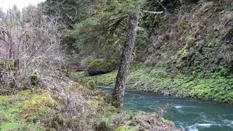 Green forest moss covered volcanic spiral fast flowing river Vídeos de archivo 76504533