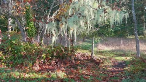 Green Forest Moss Nature, Old Mans Beard Natural Park Background Stock Footage 156537243