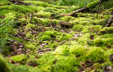 Green Forest Moss Stock Photos