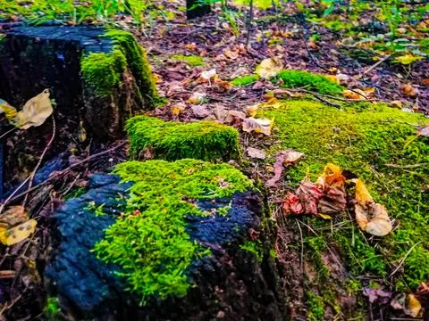 Green forest moss Foto stock
