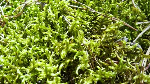 Green forest moss. Pine nature texture. Outdoor ecosystem. Stock Footage 170324420