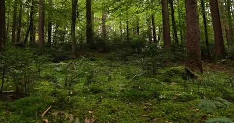 Green forest with mossy ground 動画素材 96081172