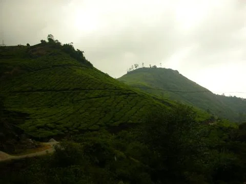 A green forest in the mount Stock Photos