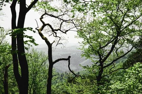 Green forest with a mountain in the background Stock Photos