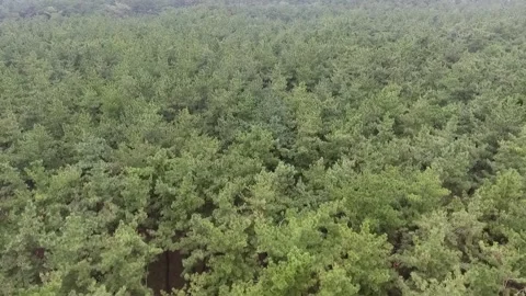 Green forest in the mountain	 Stock-Footage 306040456