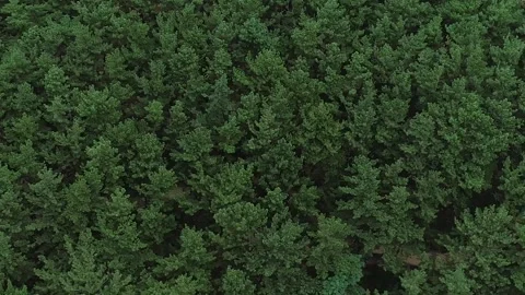 Green forest in the mountain Video stock 306040489