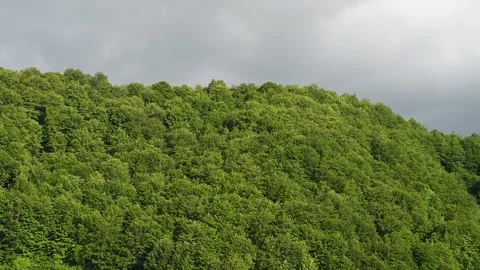 Green forest on mountain. Green trees in spring. Cloudy sky. Stock Footage 266605010