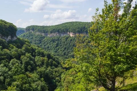 Green forest in mountain Stock-Fotos