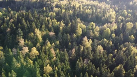 Green forest on the mountain in spring, drone footage. Stock Footage 263056440