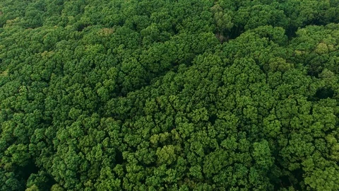 Green forest in the mountains Stock Footage 128983312