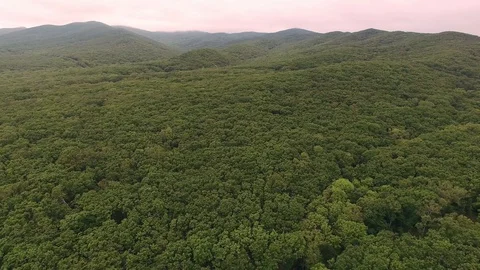 Green forest in the mountains Video stock 128983412