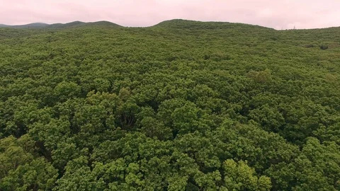 Green forest in the mountains Video stock 128985618