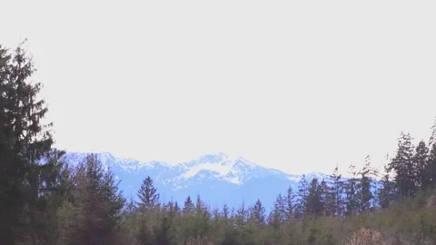 Green Forest in the mountains in front of the Alpine mountains Stock Footage 265882063