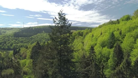 Green forest in the mountains, highest tree -63 meters - in Bavaria/Germany Stock Footage 162477091
