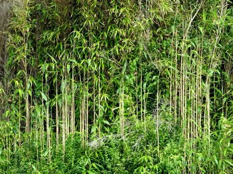 Green Forest Nature Background Stock Photos
