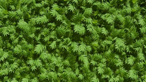 Green forest nature background tree animation 01 Stock-Footage 301463264