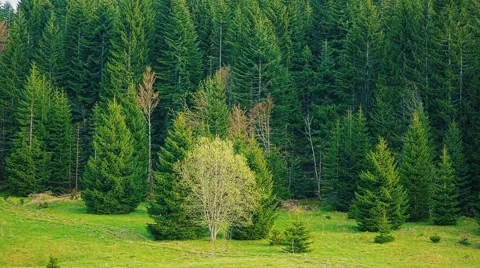 Green forest nature Stock Footage 65262592