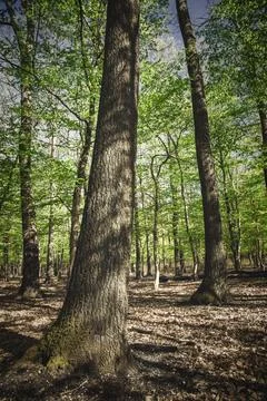Green forest with oak trees in springtime Foto stock