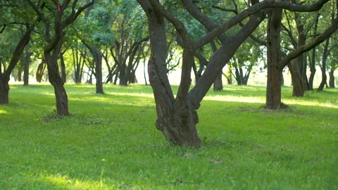 Green forest with old trees. Slow motion Stock Footage 140362382