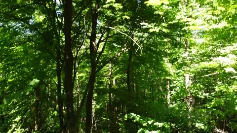 Up in the green forest over the trees Stock Footage 160847119