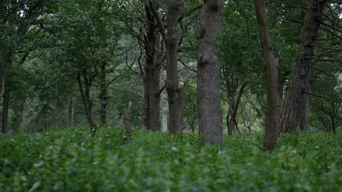 Green forest pan up from de-focused undergrowth to trees in sharp focus Stock Footage 95032780