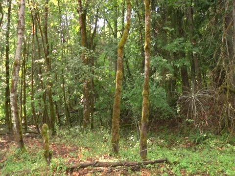 Green Forest pan 스톡 동영상 620225