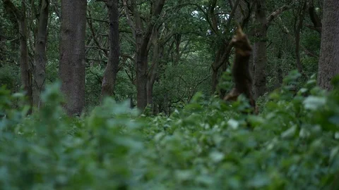 Green forest pan left with de-focused undergrowth and tree trunks in sharp focus Stock Footage 95033429