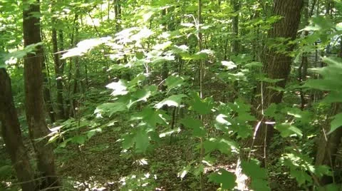 Green Forest Pan up to Sunlight 動画素材 12586110