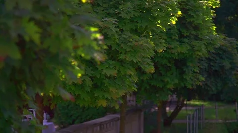 Green forest in the park Stock Footage 78630145