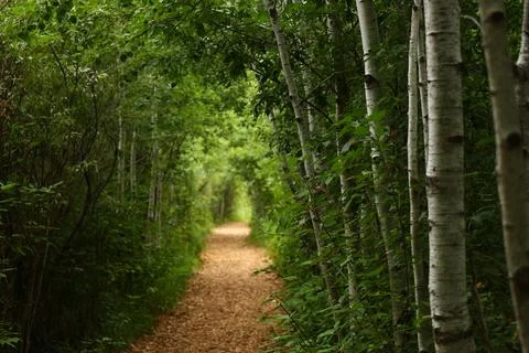 Green forest path with birch trees 库存照片