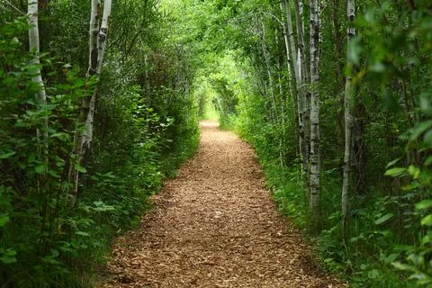 Green forest path with birch trees Stock Photos