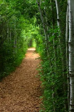 Green forest path with birch trees Stock Photos