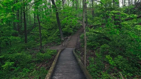 Green Forest Path Stock Footage 338851250
