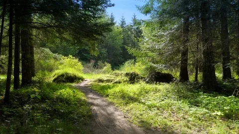 Green Forest Path Nature Landscape Trail Road Trees Sun Park Woods Environment Stock Footage 92829620