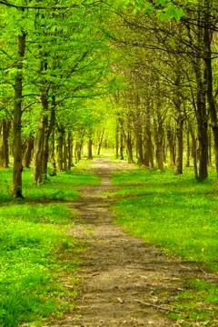 Green forest path Stock Photos