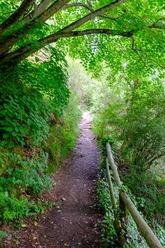 Green forest path Stock Photos