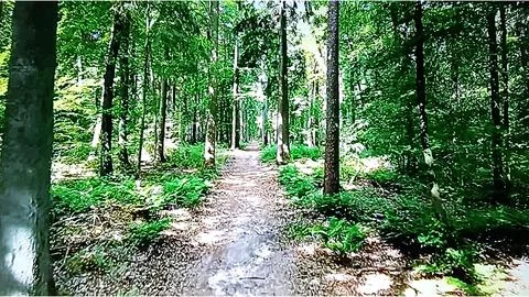 Green Forest Path Stock Photos