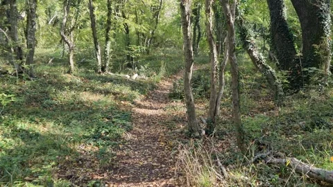 Green forest path with sunlight shining through summer trees Stock Footage 320134039