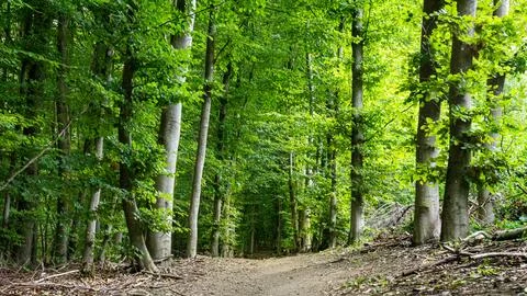 Green forest path surrounded by tall trees in summer. Stock Photos