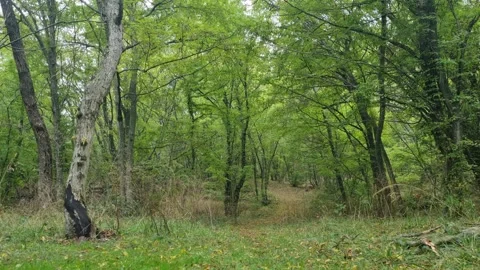 Green forest path surrounded by trees and bright summer foliage Stock Footage 319985246