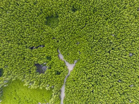 A green forest with a path through it Stock Photos