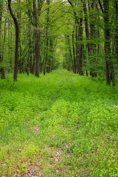 Green Forest Path Through Spring Woodland With Lush Understory and Tree Canop Stock Photos