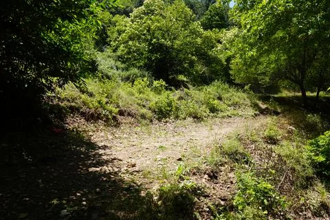 Green Forest Path View, Forest Walkway Stock Photos