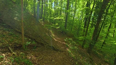 Green forest path winds through tall trees. Balkan, Eastern Europe, POV 库存影片 333843165