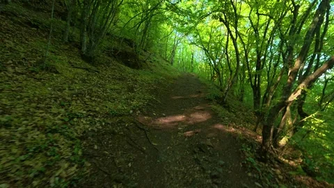 Green forest path winds through tall trees. Ovcar Kalbar Gorge, Serbia Stock Footage 333844095