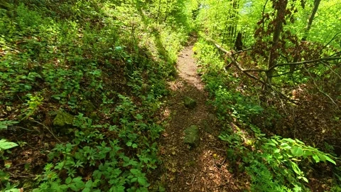 Green forest path winds through tall trees. Jastrebac Mountain, Serbia. Video stock 336023636