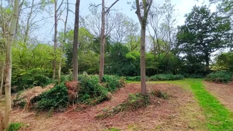 Green forest path winds through tall trees. Sunlight filters through dense tree Stock Footage 347126248