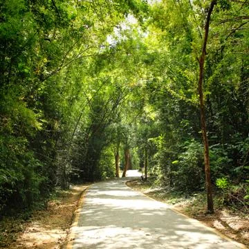 Green forest with pathway Stock Photos