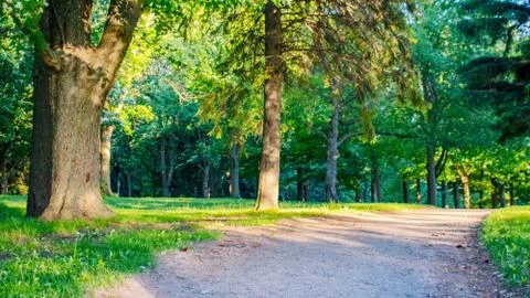 Green Forest with pathway Stock Photos